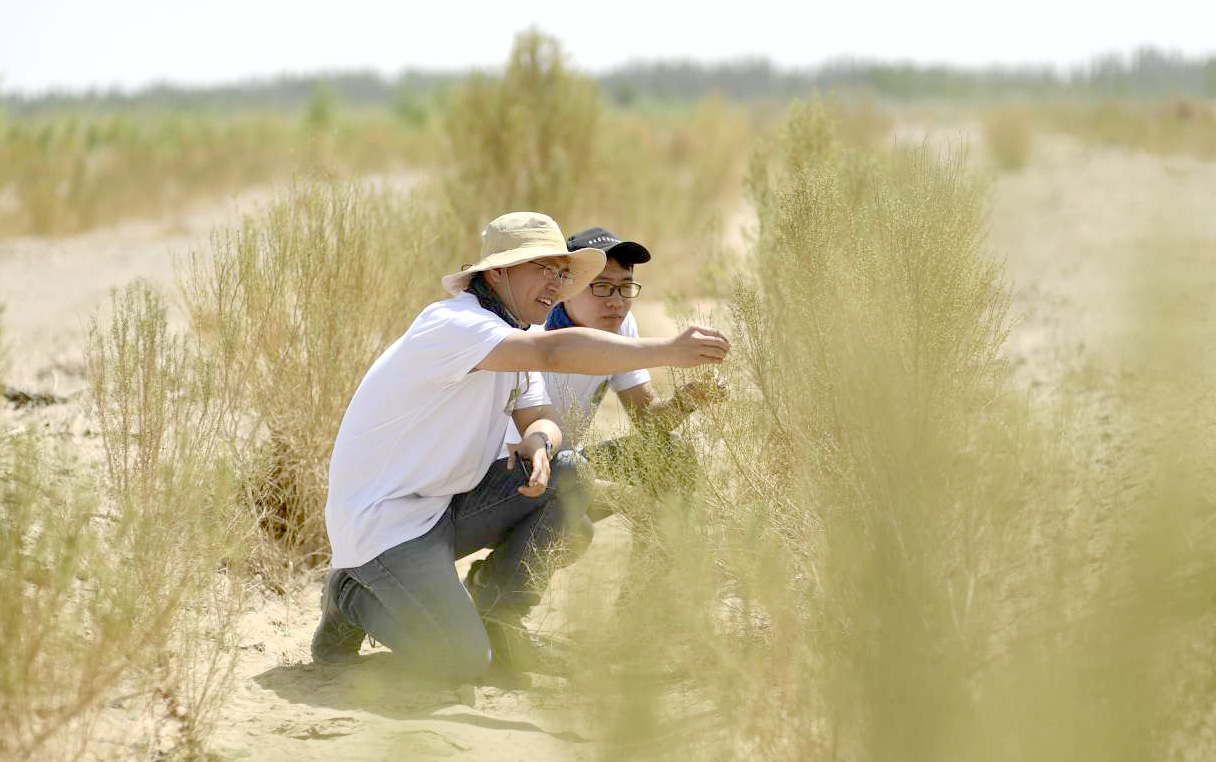 Alipay-users-plant-Ant-Forest-trees-in-desert_04222019-Original