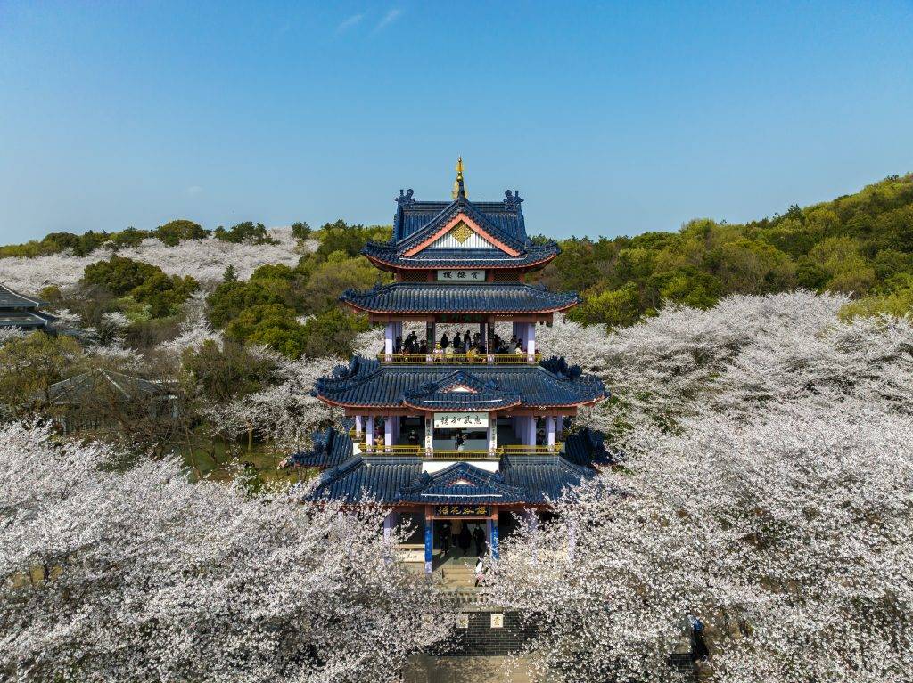 Wuxi Cherry Blossom Festival.jpg